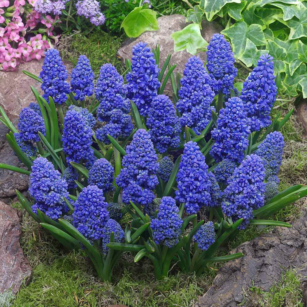 Muscari armeniacum 'Blue Spike'